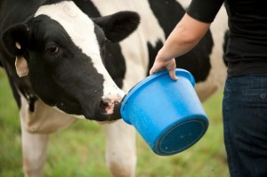 Celebrating Agriculture, Dairy cow, Michele, Michele Payn, agriculture speaker, ag speaker, motivational speaker