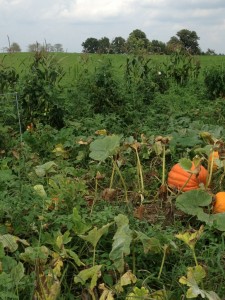 gardens school lunches 