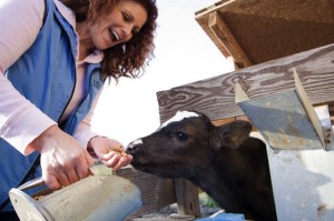 California dairy farmer makes cheese
