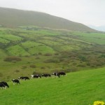 Irish countryside