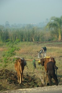 Local food? Consider food needs beyond your own plate