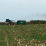 corn silage