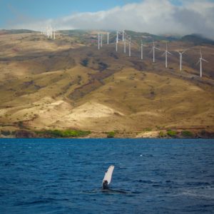 Photo credit: @PhotographBug