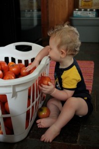 toddler tomatoes more snack