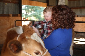 baby dairy cow guernsey