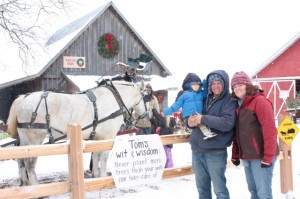 clydesdale horse christmas tree farm family picture