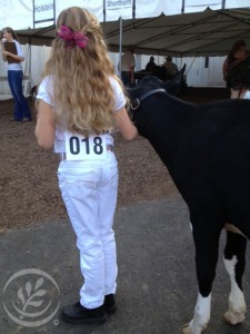 county state fairs, indiana, boone county, holstein, dairy cow, dairy cattle show, michele payn-knoper daughter