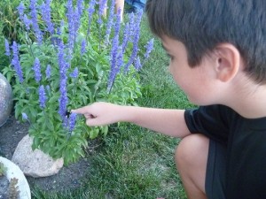 learning garden, agriculture education, foods, farmers, farming, gardening, PTO, Bobbi Kleinschmidt,