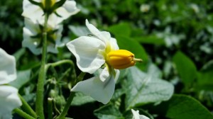 Moving from plant to food