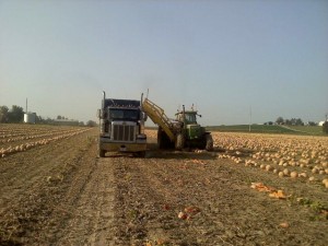 Pumpkin farmer at harvest Illinois