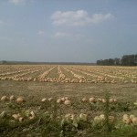 Pumpkin farmer in Illinois