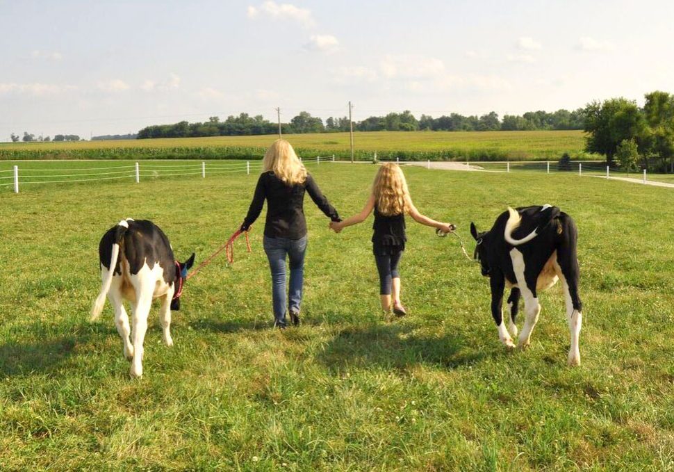 cow-field-michele-payn