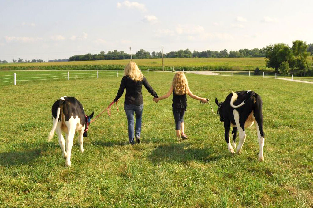 cow-field-michele-payn cow-field-michele-payn